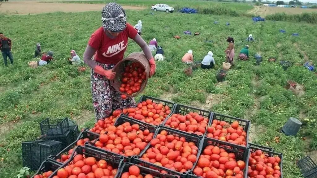 Torbalı Tarım İşçilerinden Yevmiye Zammı Talebi: Grev Uyarısı!