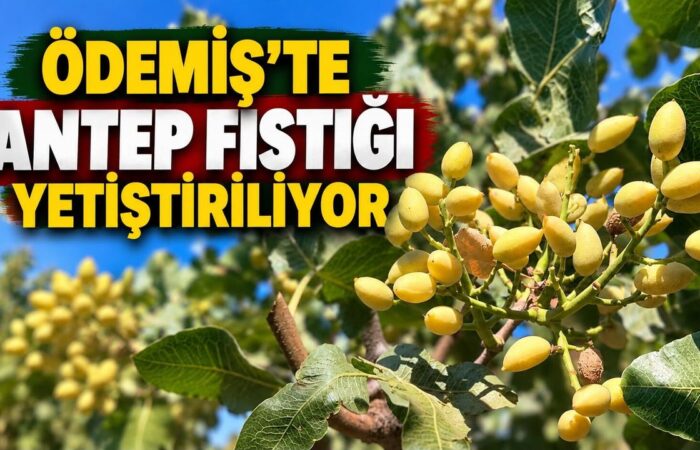 ÖDEMİŞ’TE ANTEP FISTIĞI YETİŞTİRİLİYOR